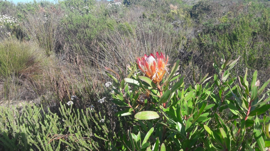 1 Bedroom Property for Sale in Riversdale Rural Western Cape